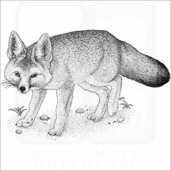 Kit fox