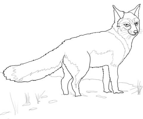 Swift fox coloring page free printable coloring pages