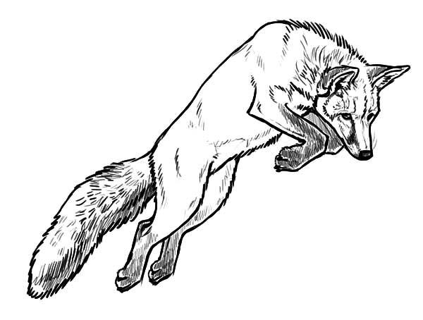 Jumping kit fox coloring pages