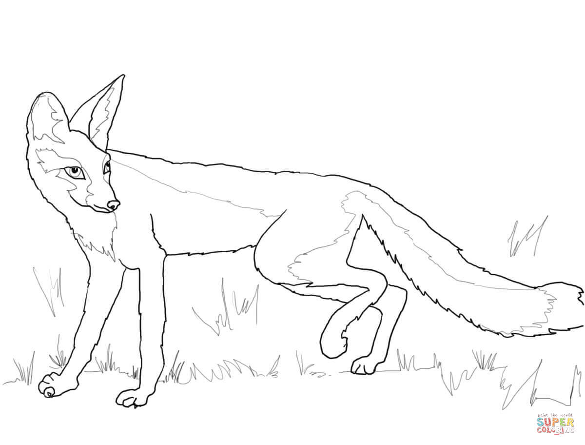 Kit fox coloring page free printable coloring pages