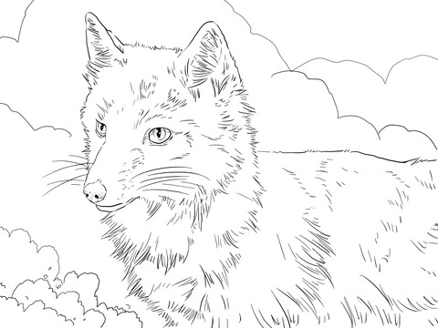 Swift fox portrait coloring page free printable coloring pages