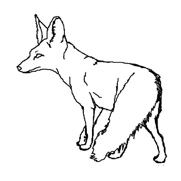 San joaquin kit fox coloring pages