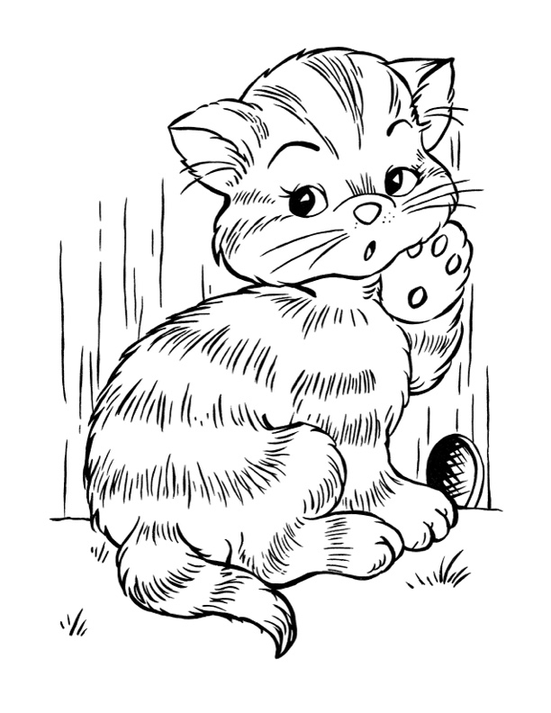 Cat coloring pages