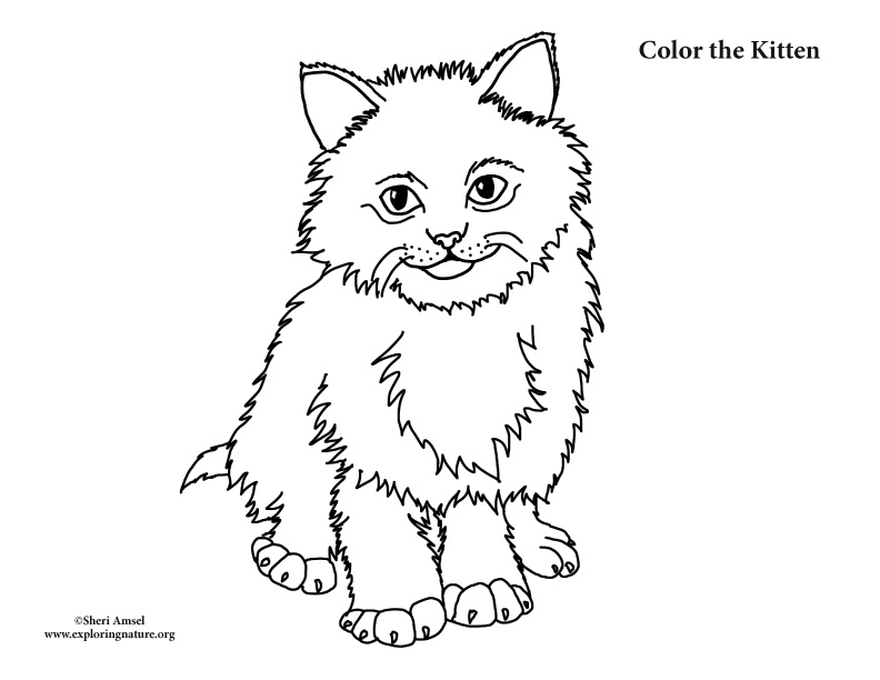 Kitten fluffy coloring page