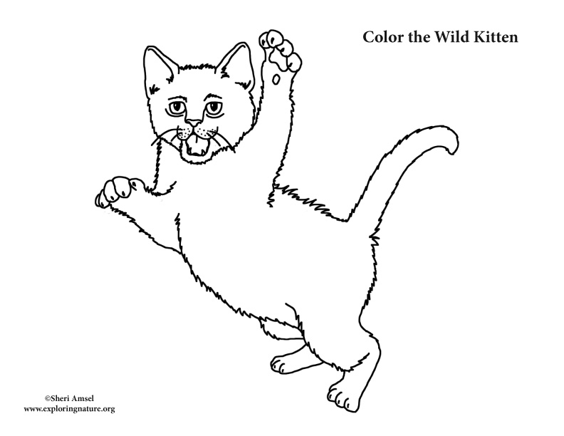 Kitten leaping coloring page