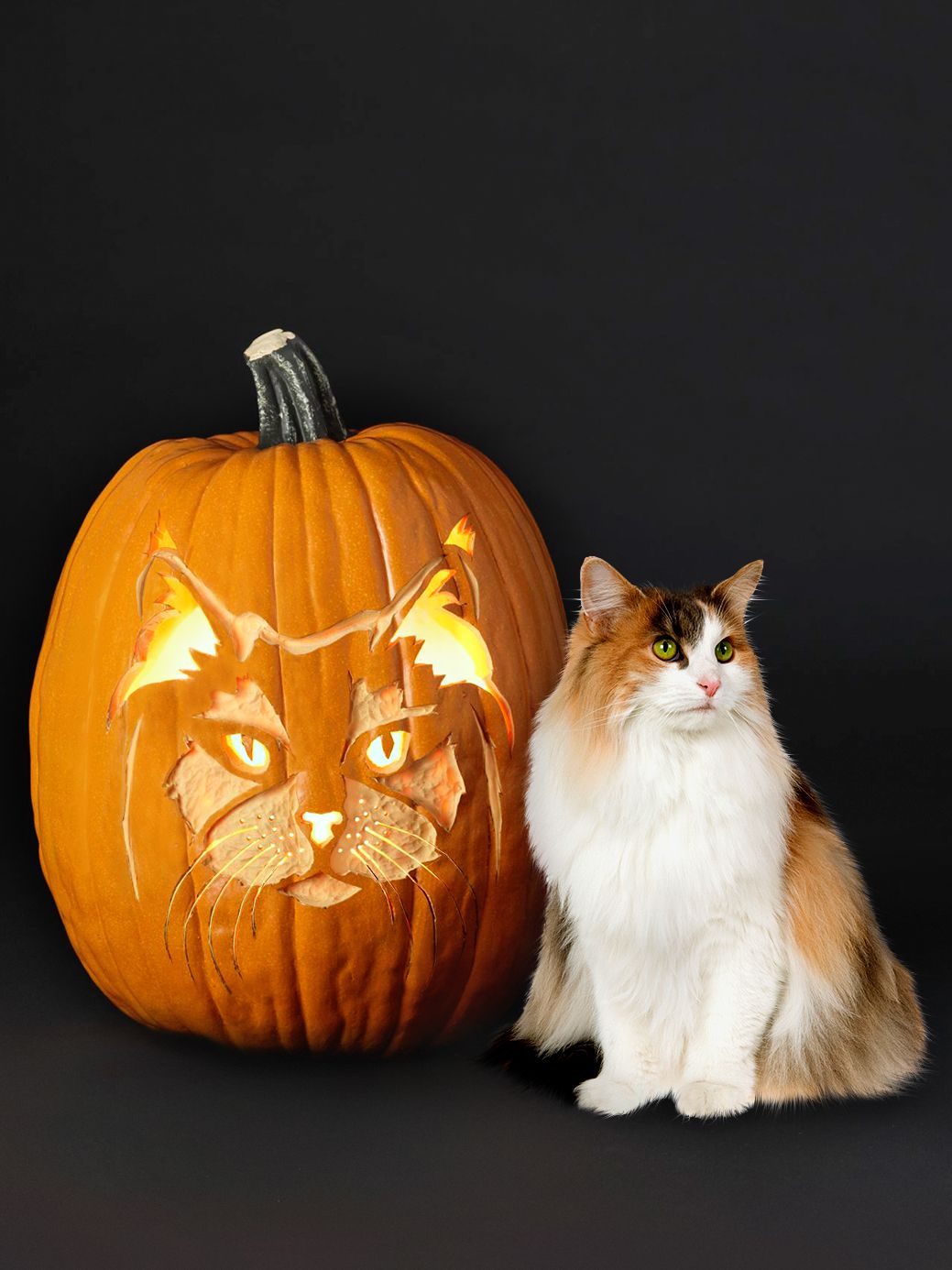 Free cat pumpkin carving stencils of your favorite breeds