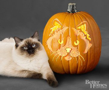 Download our ragdoll cat pumpkin stencil for halloween fun