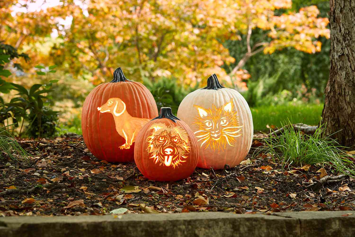 How to carve your dog or cats face on a pumpkin for halloween