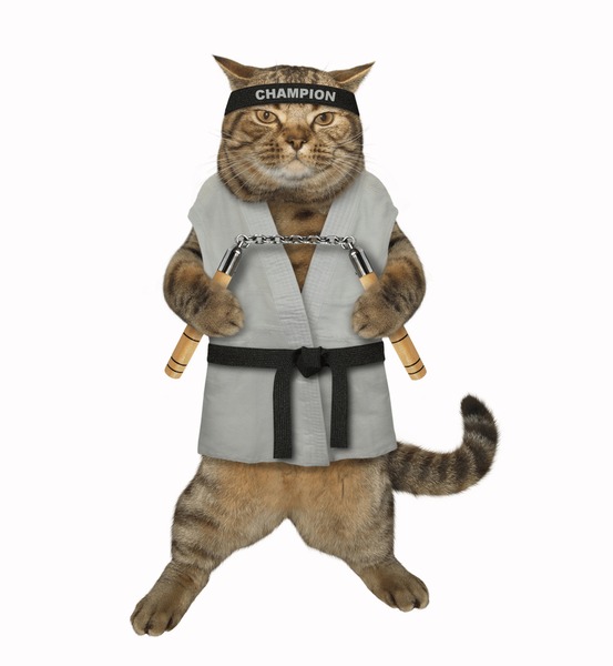 Cat karate åçãåºåç çãd çäåçéå