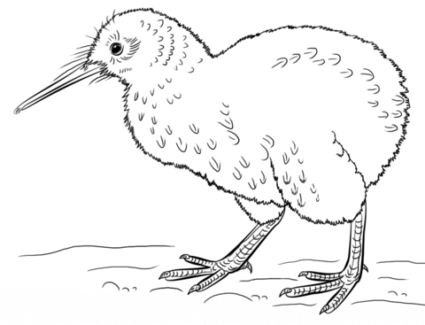 Kiwi bird coloring page free printable coloring pages