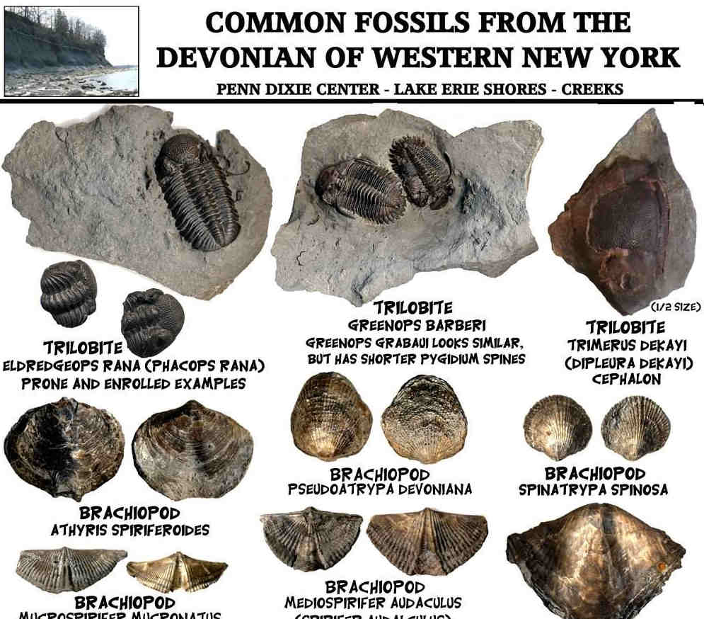 Fossil identification sheets