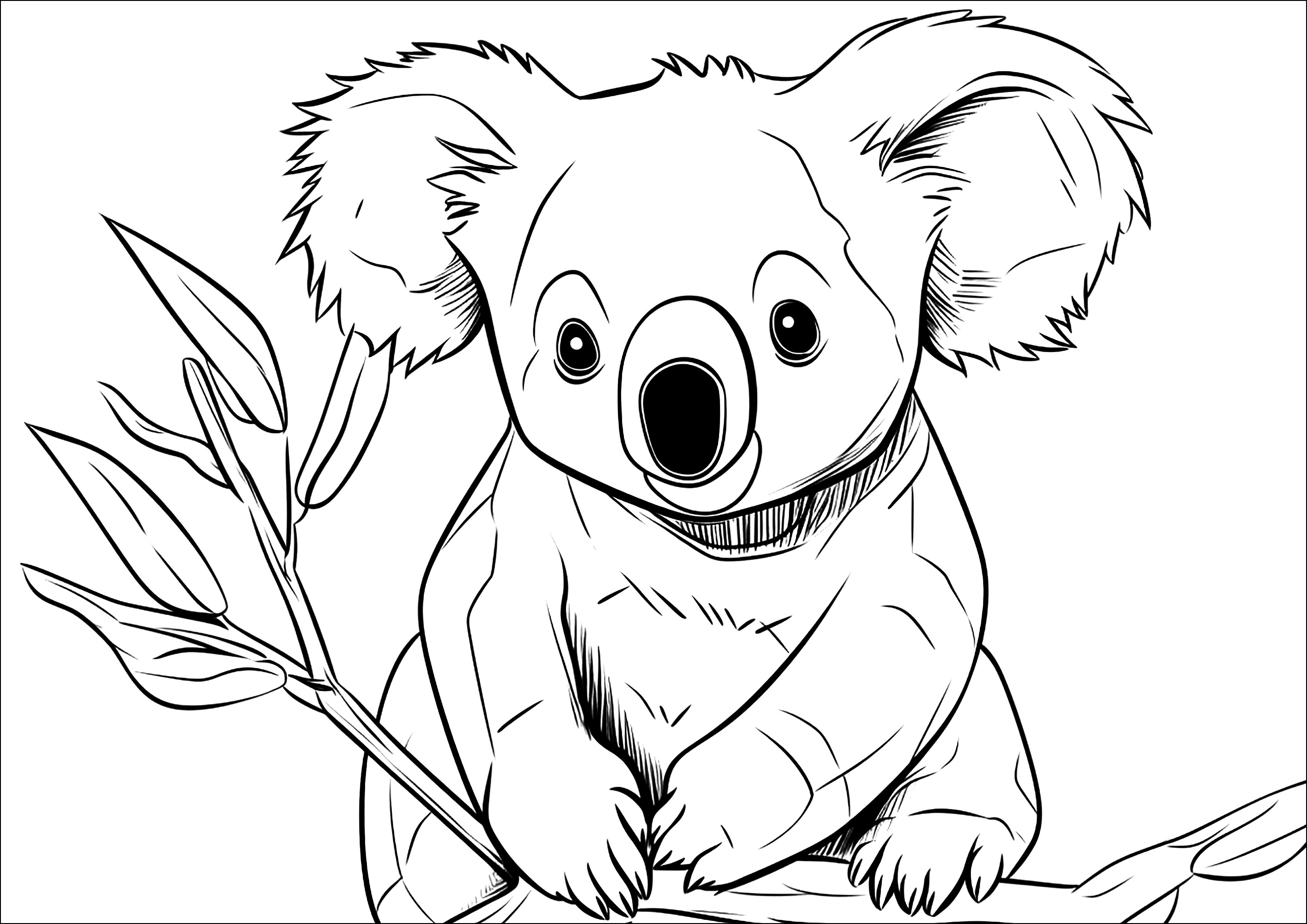 Koalas for children