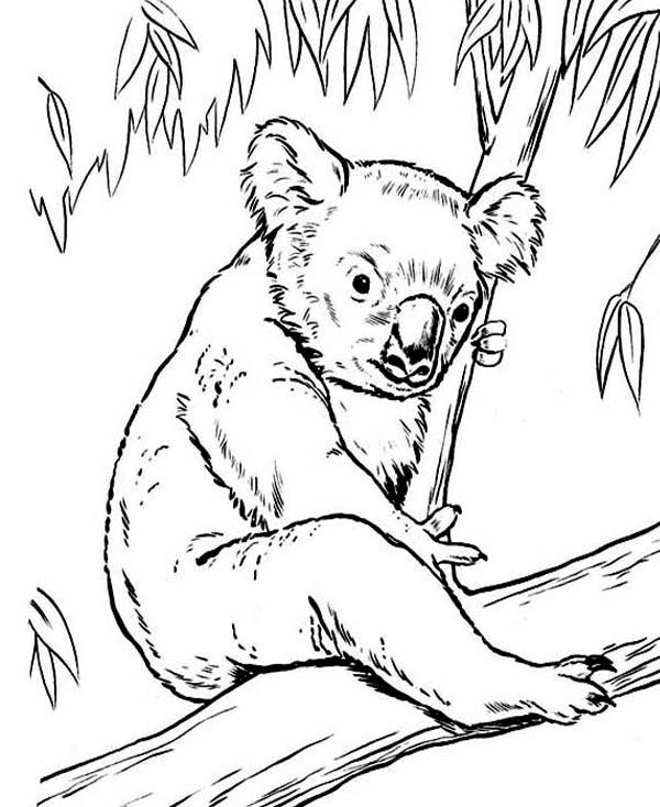 Free printable coloring pages of koala bears