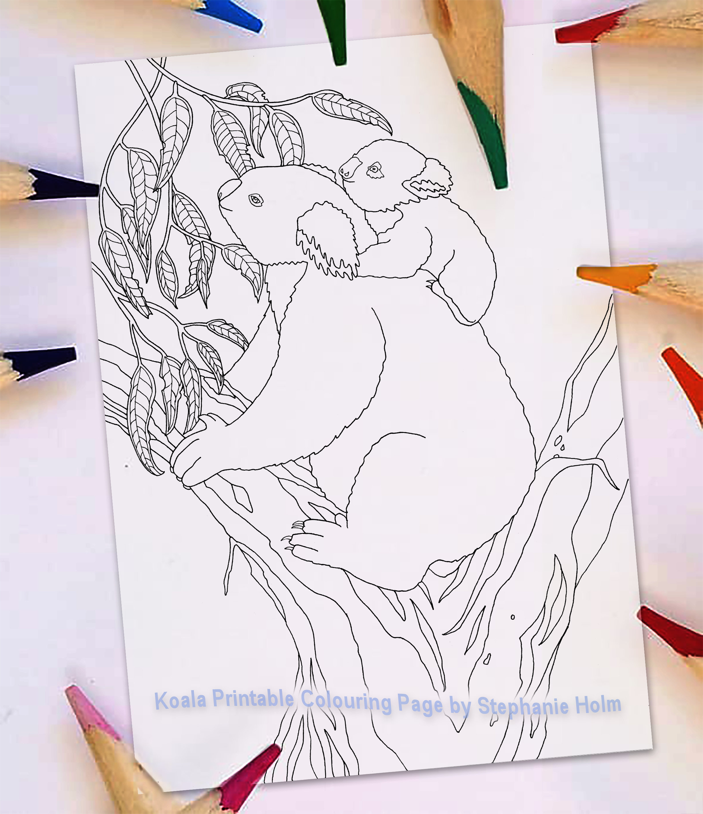 Koala bear coloring page australian animal natural history printable colouring pdf digital file