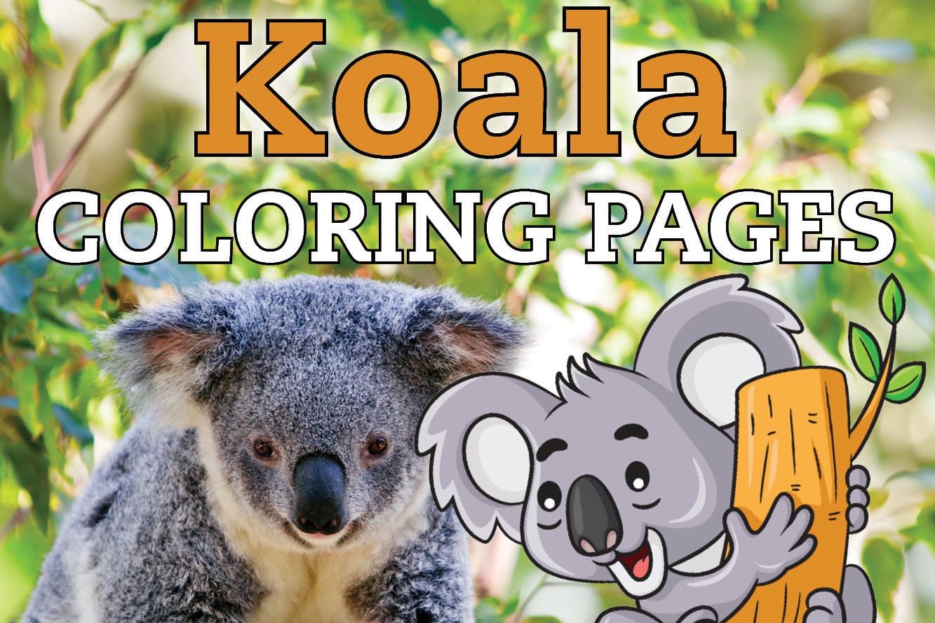 Free cute koala coloring pages clipart printables at