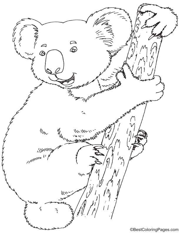 Koala coloring page download free koala coloring page for kids best coloring pages