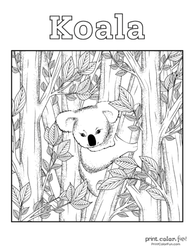 Free cute koala coloring pages clipart printables at