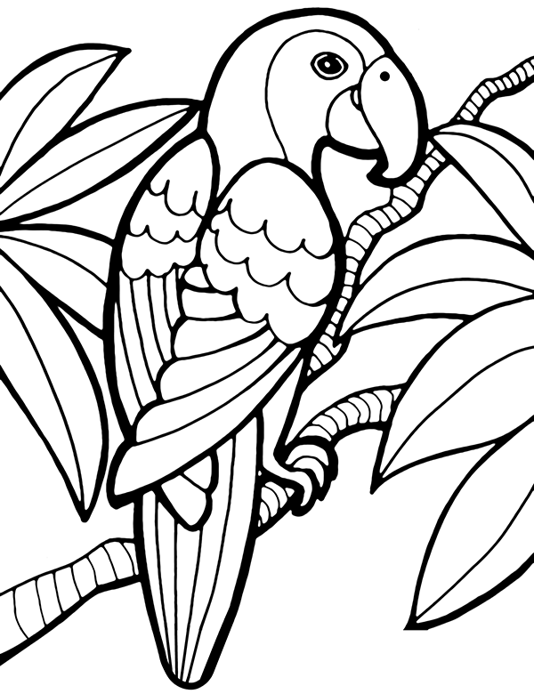 Darmowa kolorowanka z papugä