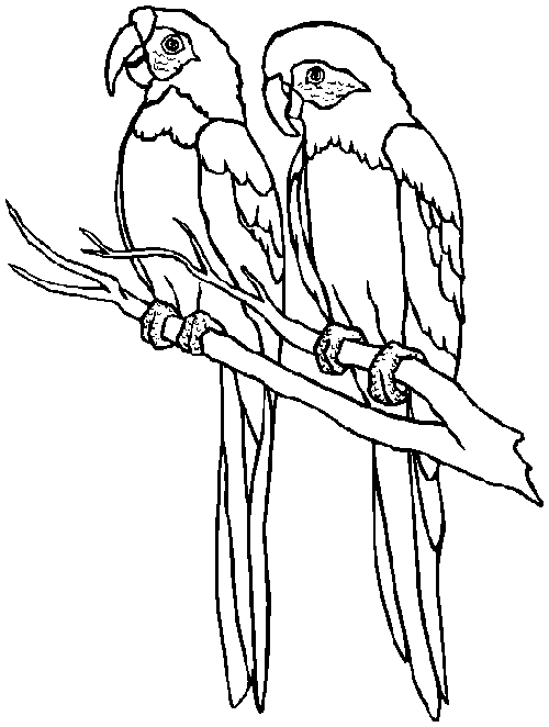 Ze zwierzätami â z ptakami papugami papugi ptaki