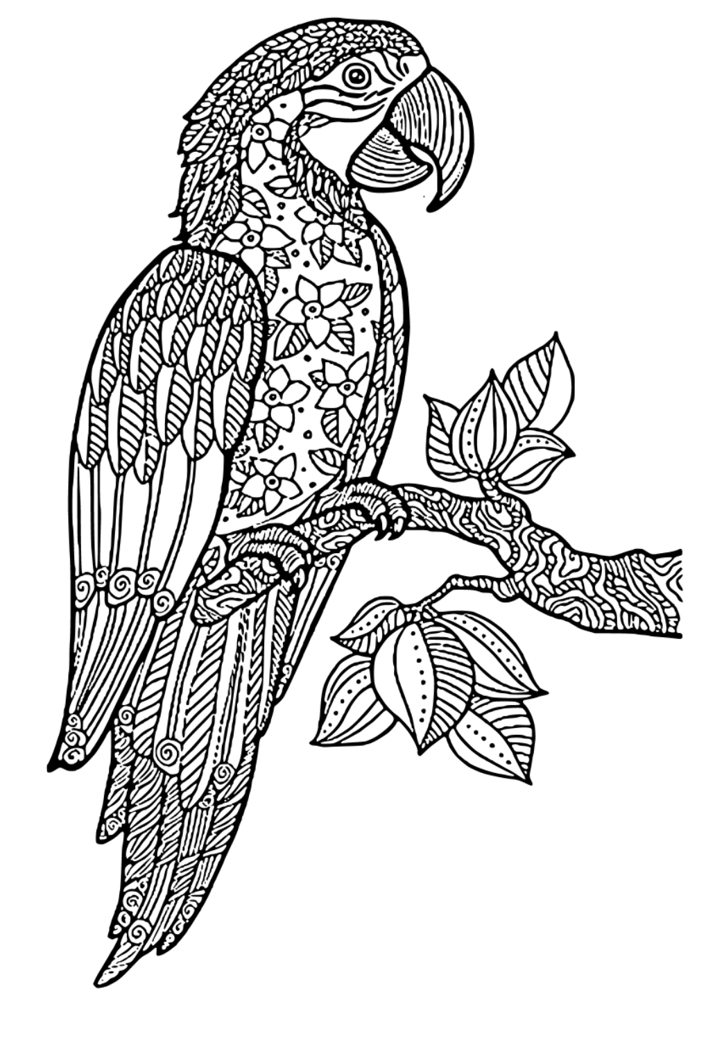 Darmowa kolorowanka papuga trudny do druku dla dorosåych i dzieci