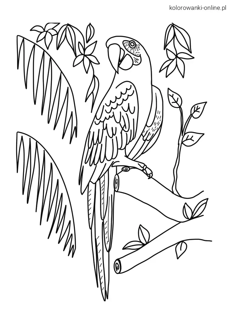 Papuga ara kolorowanka