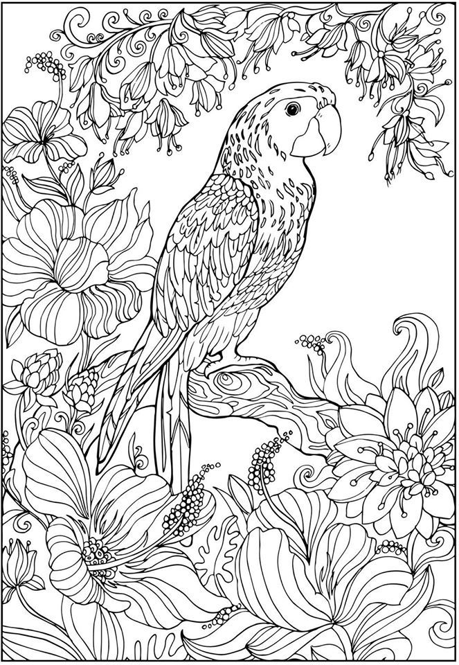 Pin by esmeralda de waard on rachel mintz bird coloring pages animal coloring pages coloring books