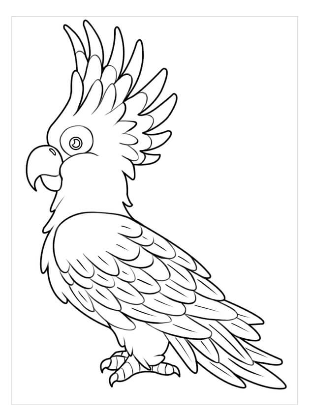 Kolorowanka wielka papuga pobierz wydrukuj lub pokoloruj online juå teraz