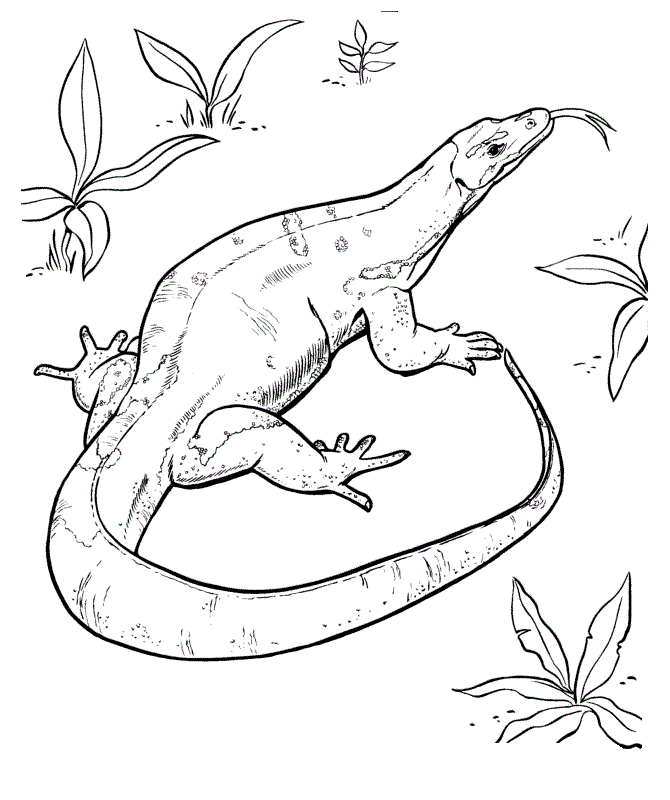 Lizard coloring pages printable for free download