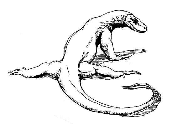 Komodo dragon the lizard king coloring pages