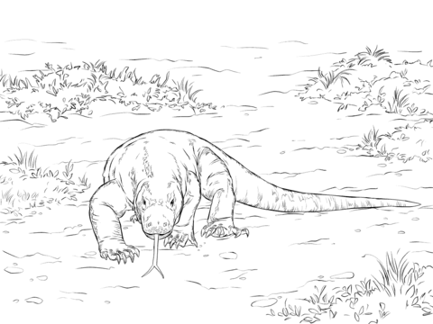 Walking komodo dragon coloring page free printable coloring pages