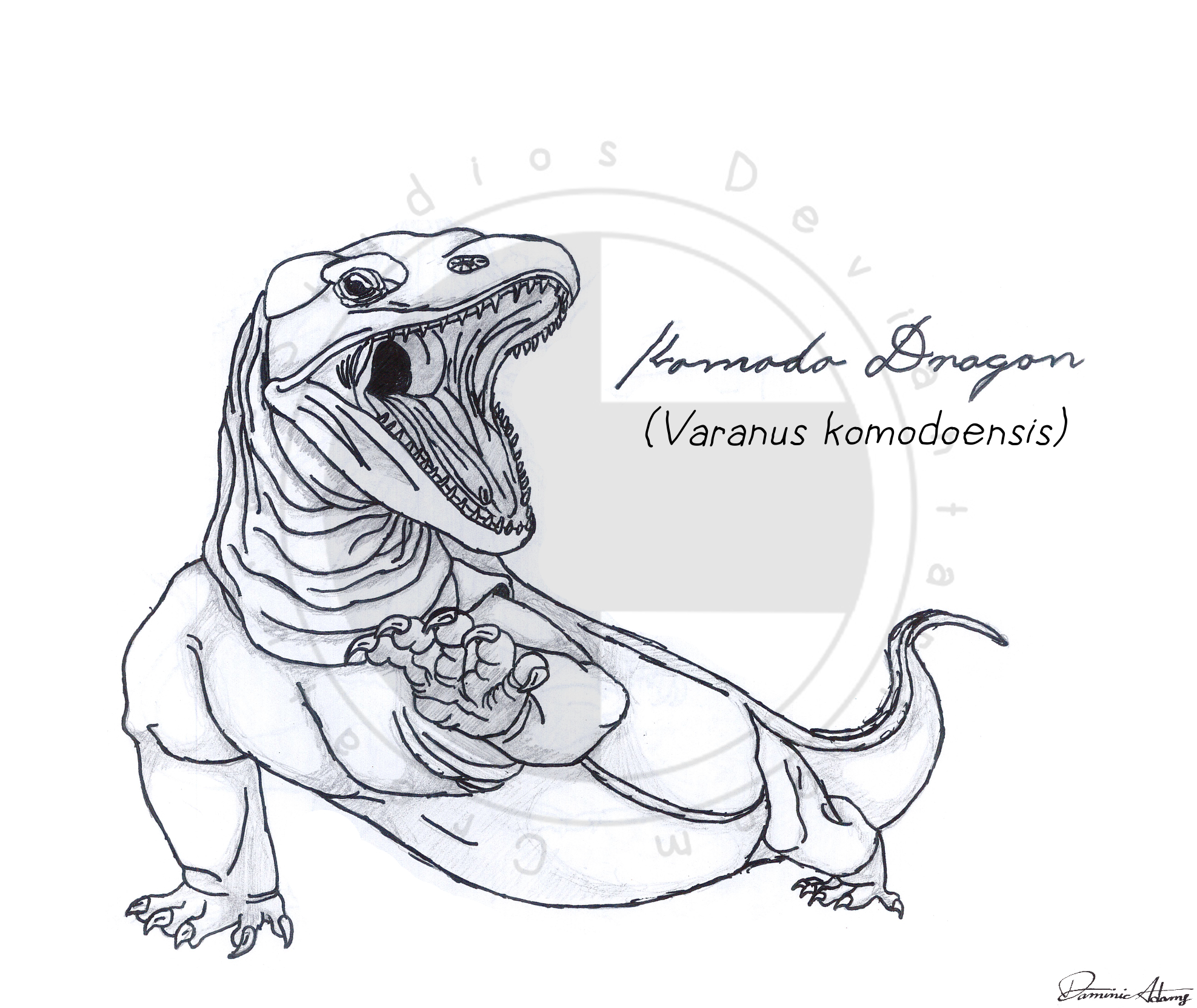 Komodo dragon by creature