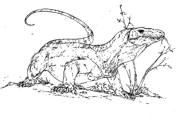 Fascinating komodo dragon coloring pages