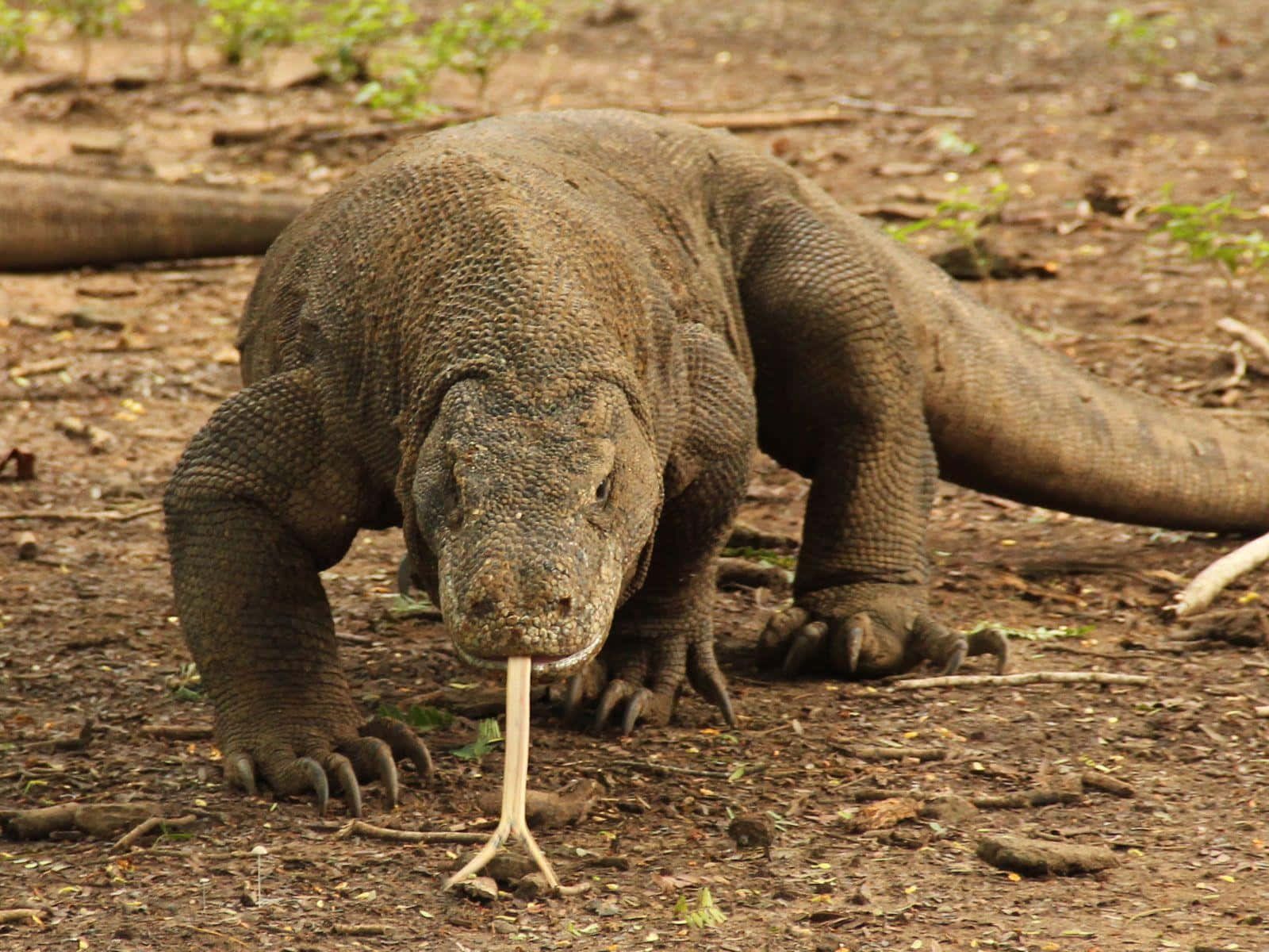 Download image komodo dragon in indonesia