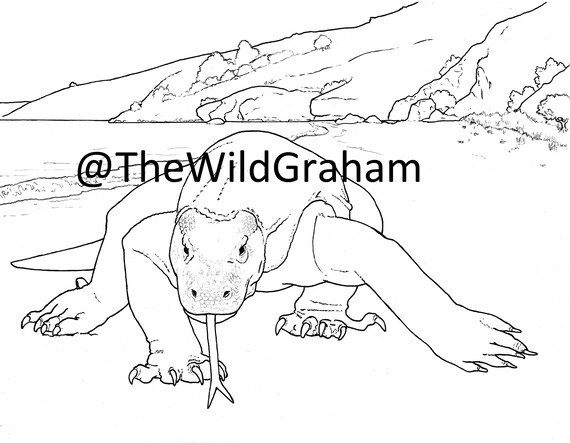 Wild graham komodo dragon