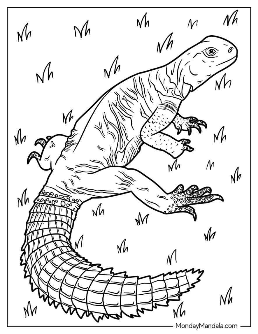 Lizard coloring pages free pdf printables