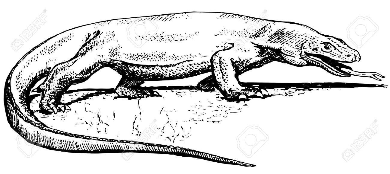 Printable komodo dragon coloring page