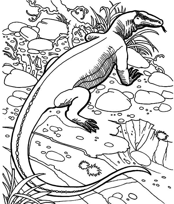 Free printable komodo dragon coloring pages