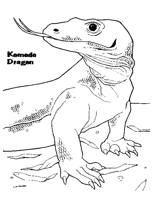 Komodo dragon coloring page