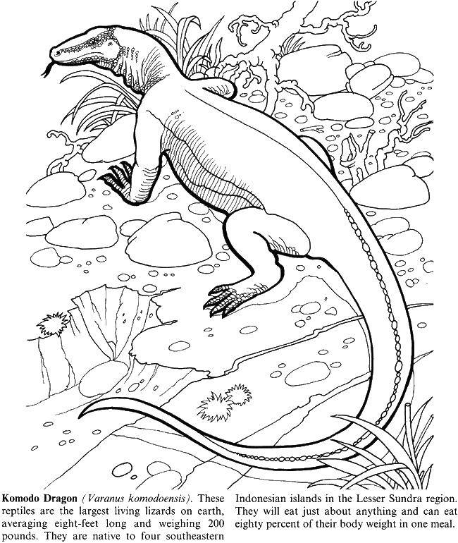 Online coloring pages coloring the komodo dragon coloring