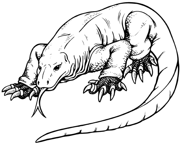 Komodo dragon coloring pages dragon coloring page komodo dragon animal coloring pages