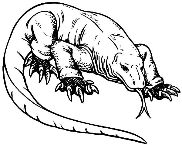 Komodo dragon indonesian komodo dragon coloring pages dragon coloring page komodo dragon dinosaur coloring pages