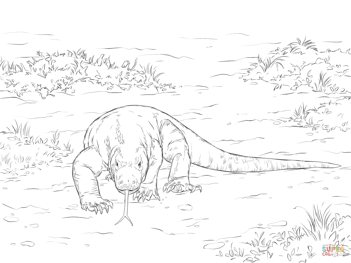 Walking komodo dragon coloring page free printable coloring pages