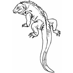 Lizard with long tail coloring page