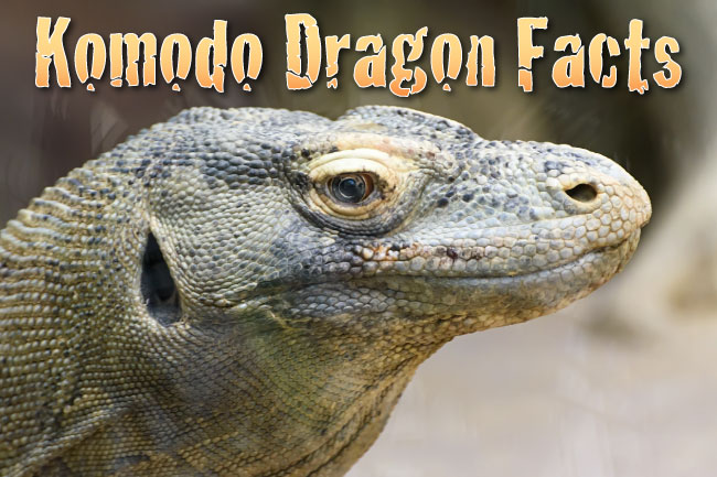 Komodo dragon facts pictures in