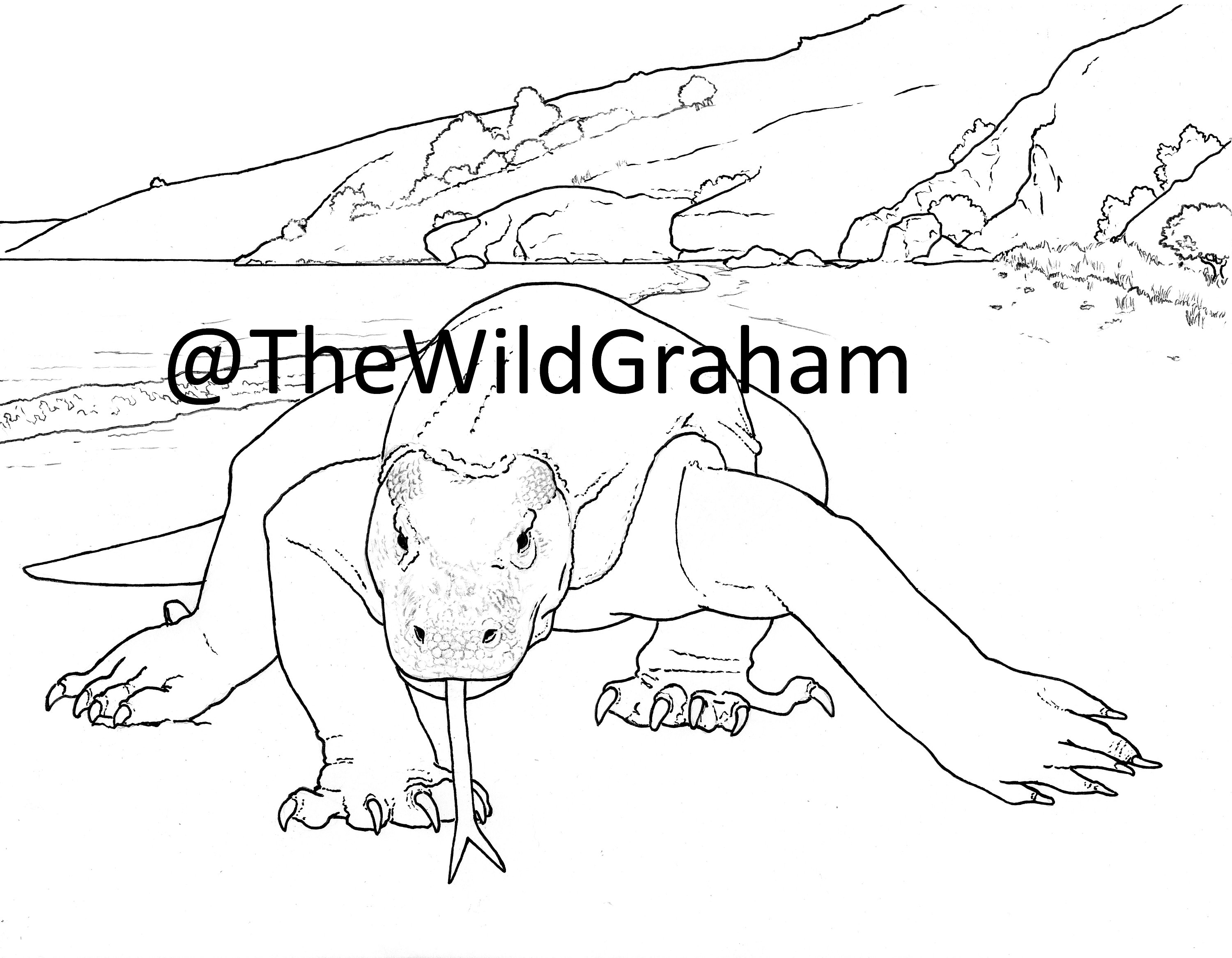 Wild graham komodo dragon