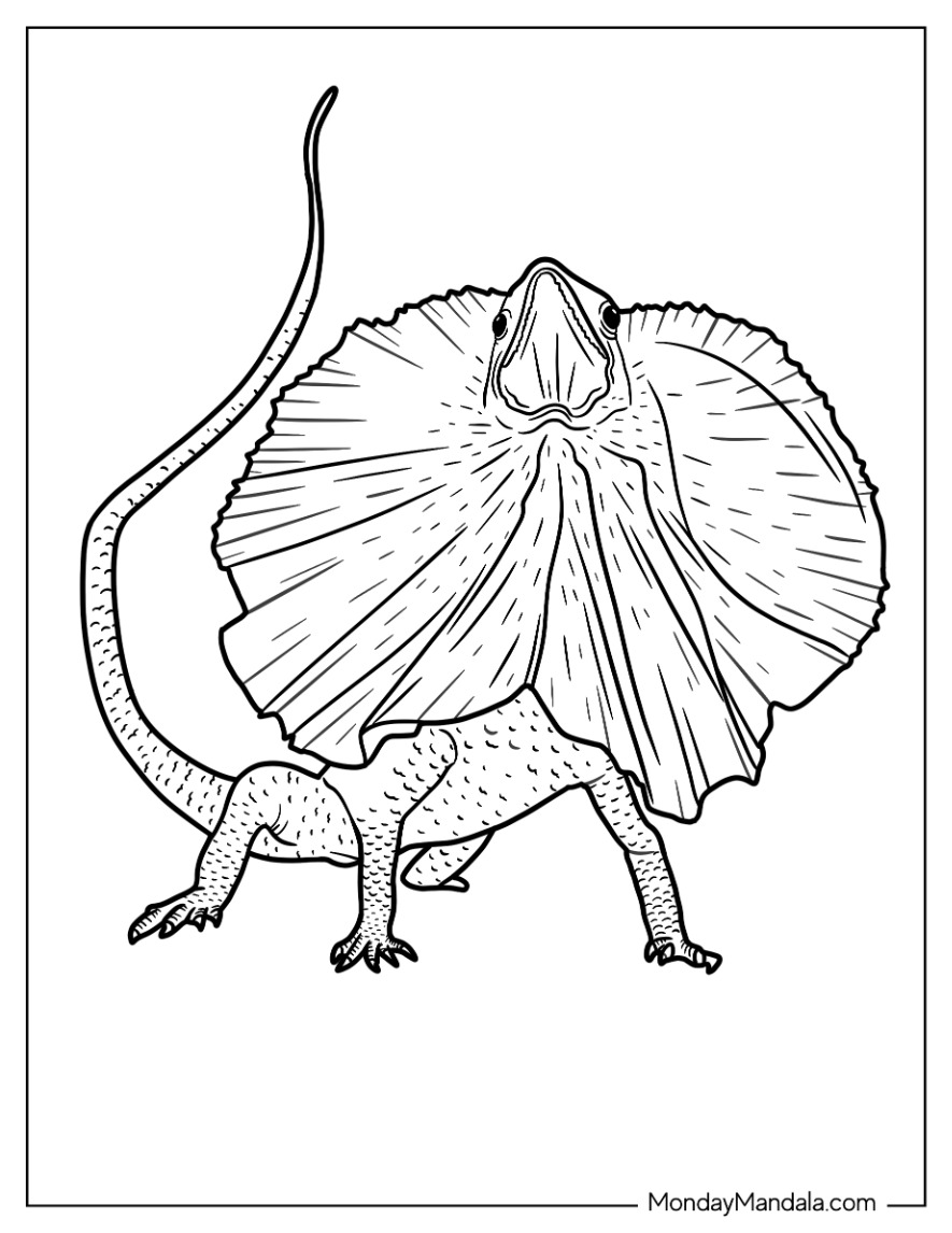 Lizard coloring pages free pdf printables