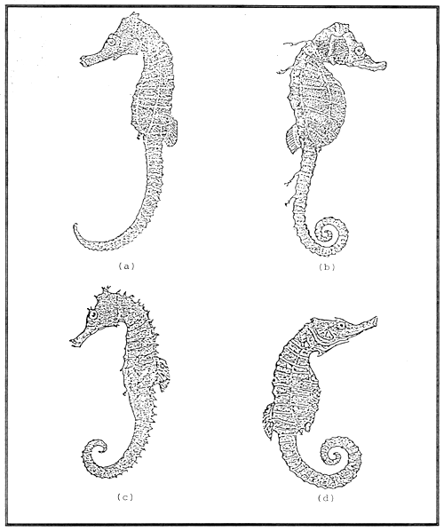 Brief introduction to mariculture of five selected species in china