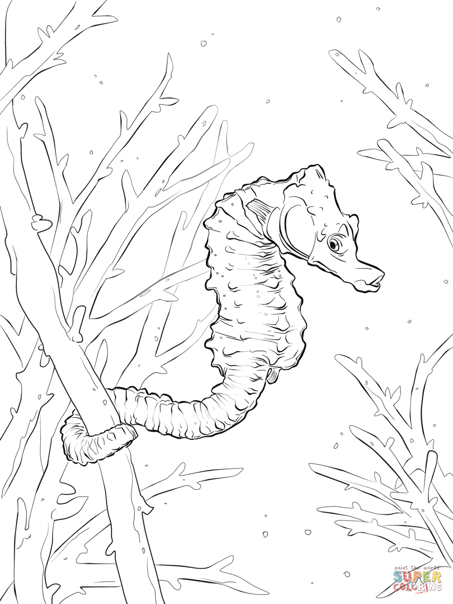 Mon seahorse coloring page free printable coloring pages