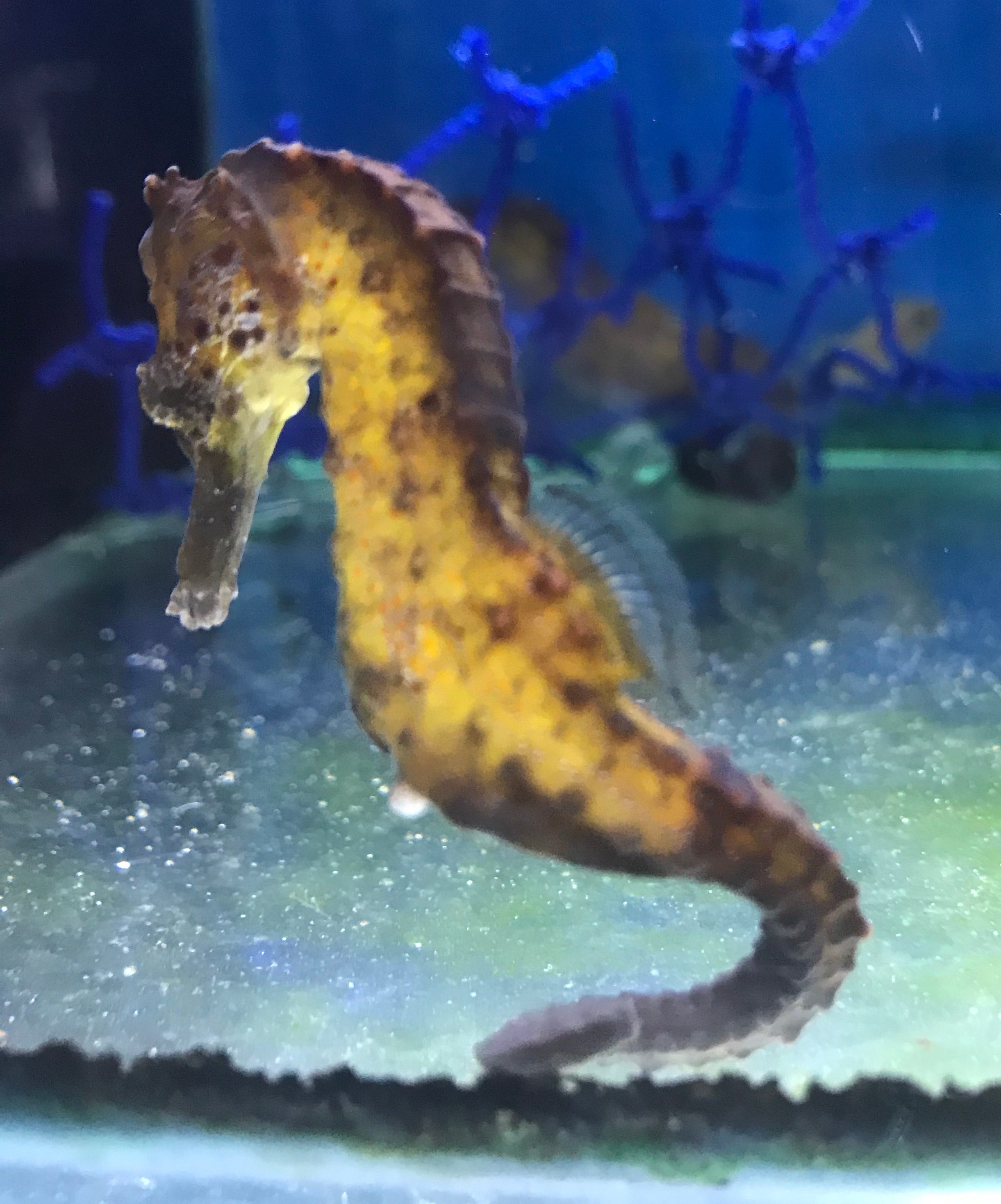 Kuda seahorse