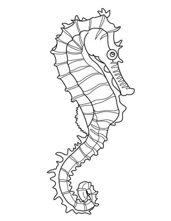 Coloring page seahorse coloriage hippocampe coloriage cheval coloriage